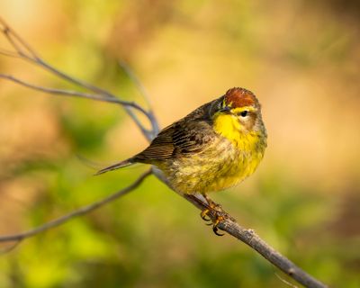 magee_marsh_2025
