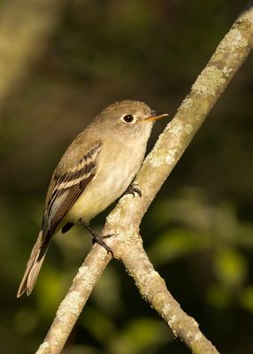 magee_marsh_2025