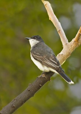 Eastern Kingbird.