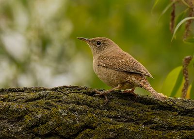 magee_marsh_2025