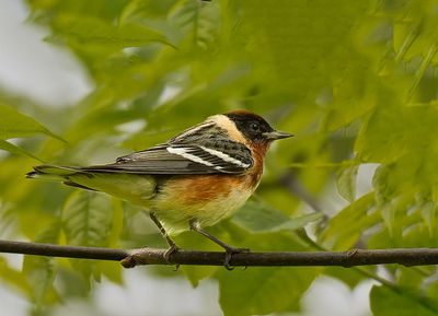 Bay-breasted Warbler