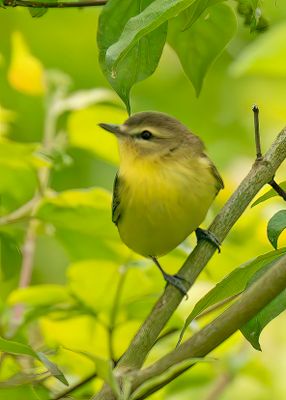 magee_marsh_2025