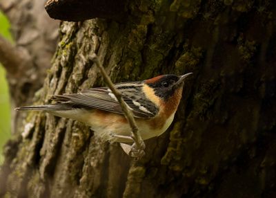 Bay-breasted Warbler.