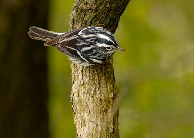 Black and White Warbler