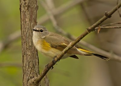 Female American Redstart