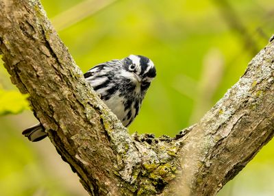 magee_marsh_2025