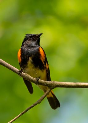 American Redstart