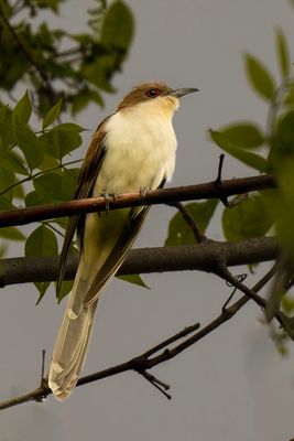 magee_marsh_2025