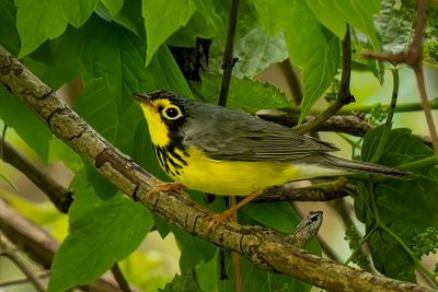 Canada Warbler