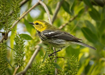 female Black-throated Green Warbler