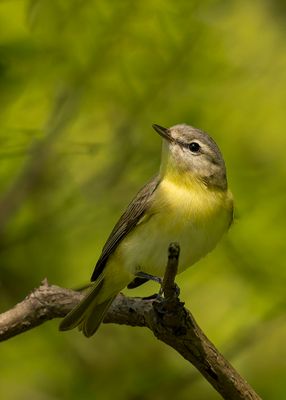 Philadelphia Vireo