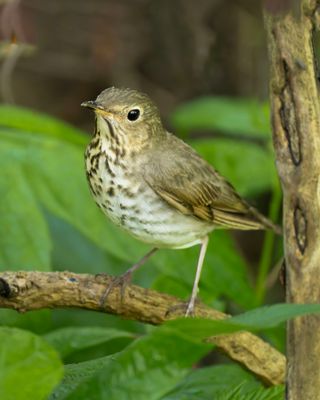 magee_marsh_2025
