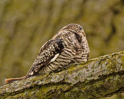 Common Nighthawk