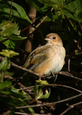 magee_marsh_2025