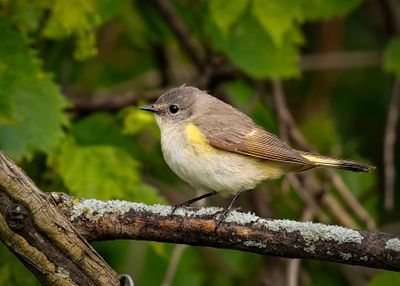 female American Redstart
