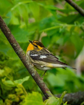 Female Blackburnian.
