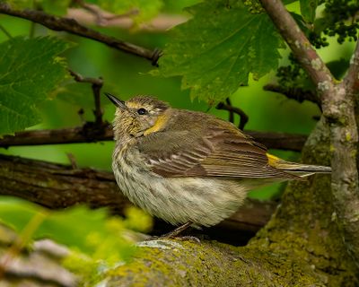 Female Cape May