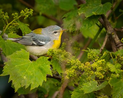 female Northern Parula