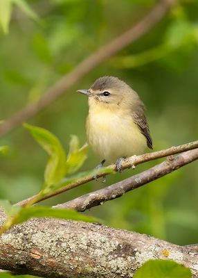 female Philadelphia Vireo.jpg