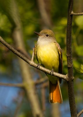 Great-creasted Flycatcher- extensive rufous tail.