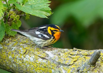 male Blackburnian Warbler