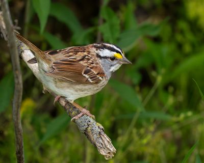 magee_marsh_2025