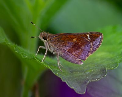 Butterfly's