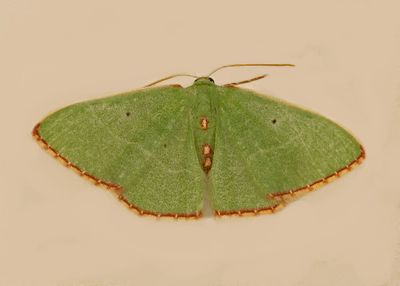 moths