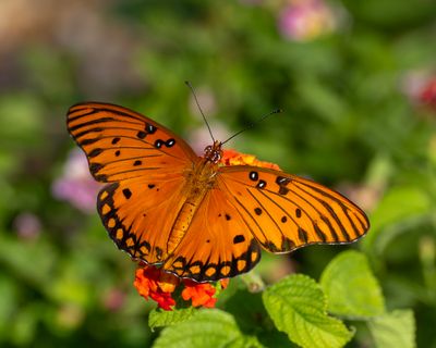 Butterfly's