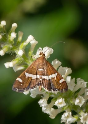 Hawaiian Beet Webworm #5170