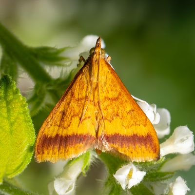 moths