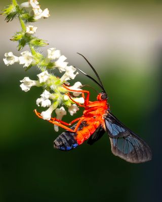 Scarlet-Bodied Wasp Moth