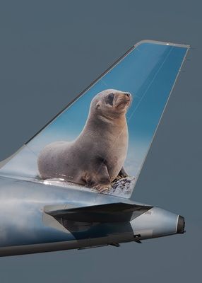 Lupe the FUR SEAL N668.