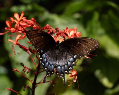 Butterfly's