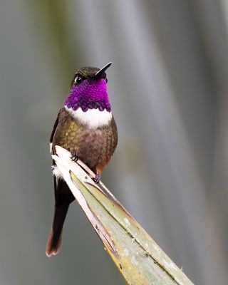 Purple-throated Woodstart