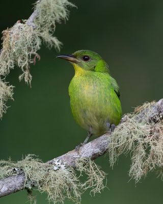 Green Honeycreeper female