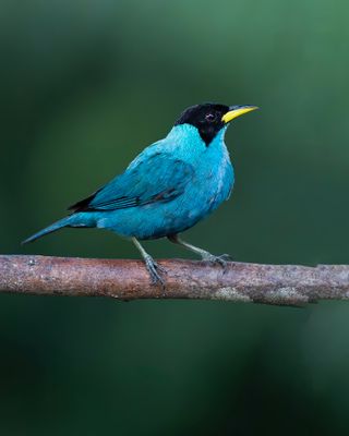 Green Honeycreeper male