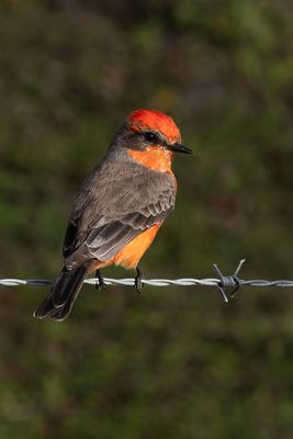 Vermillion Flycatcher 