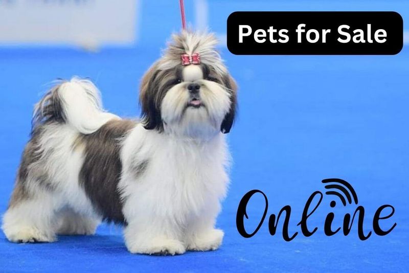 The Pros and Cons of Purchasing Pets for Sale Online petsmartinfo