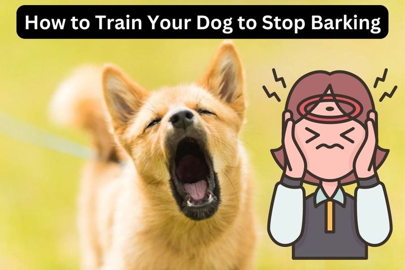 How to Train Your Dog to Stop Barking.jpg