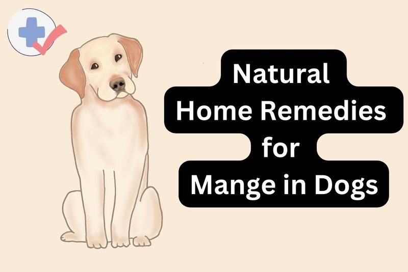 Natural Home Remedies for Mange in Dogs.jpg