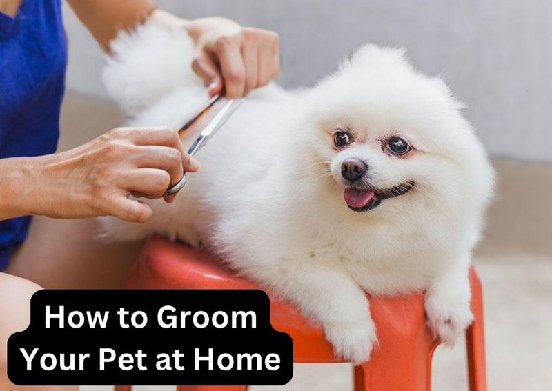 How to Groom Your Pet at Home.jpg
