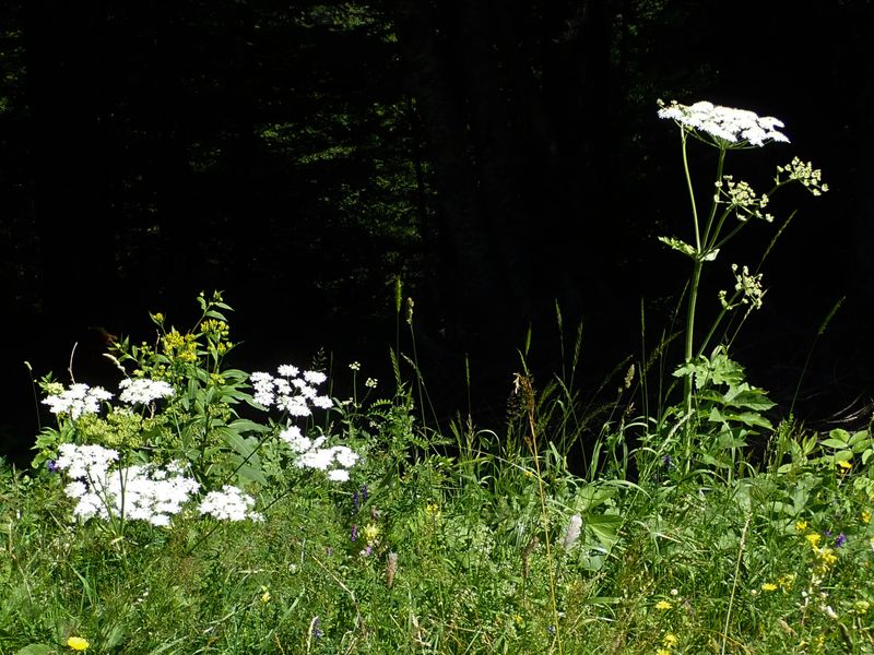 Cow parsley