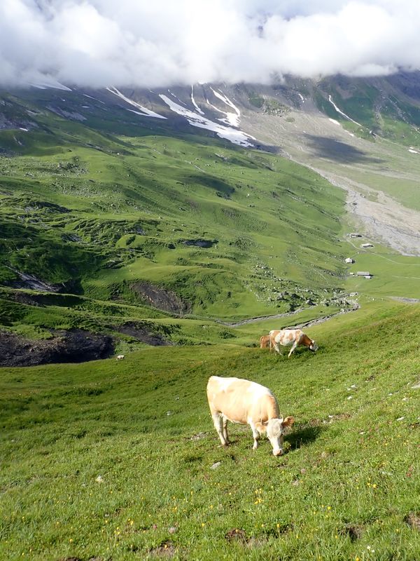 Grazing cows