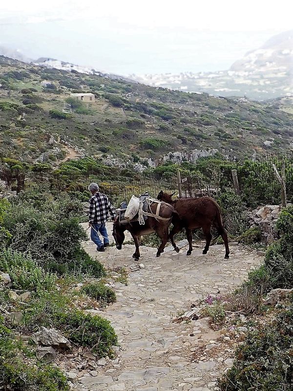 Man with donkeys