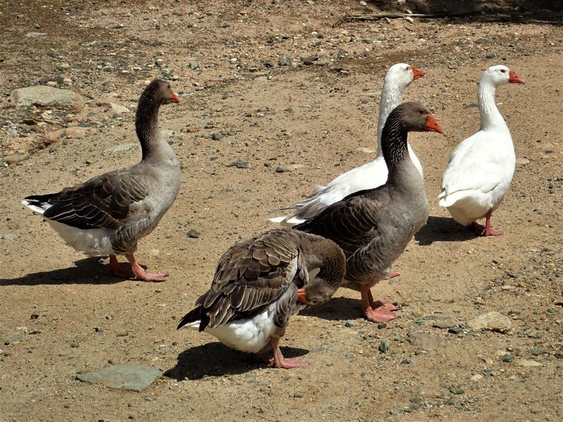Flock of geese