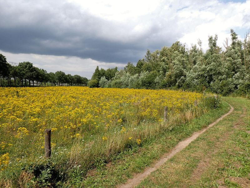 Stage 13: Field of ragwort