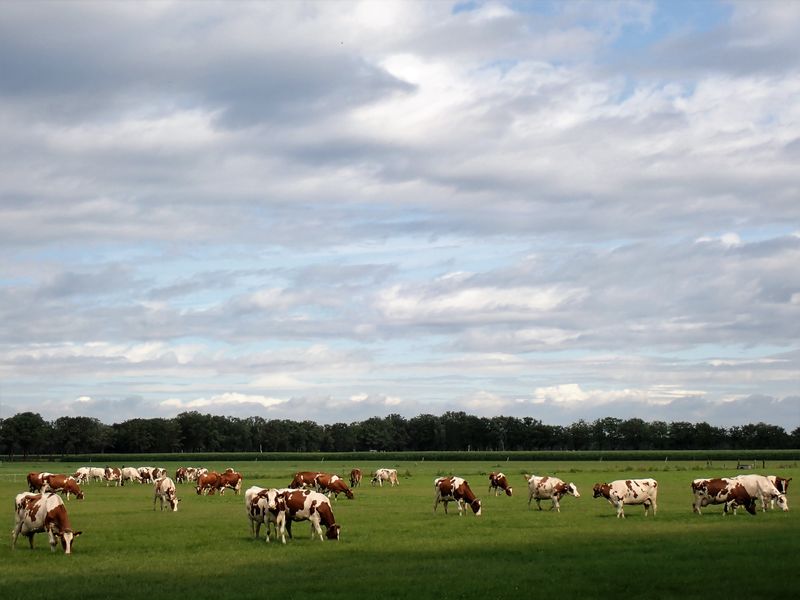 Stage 15: Cows