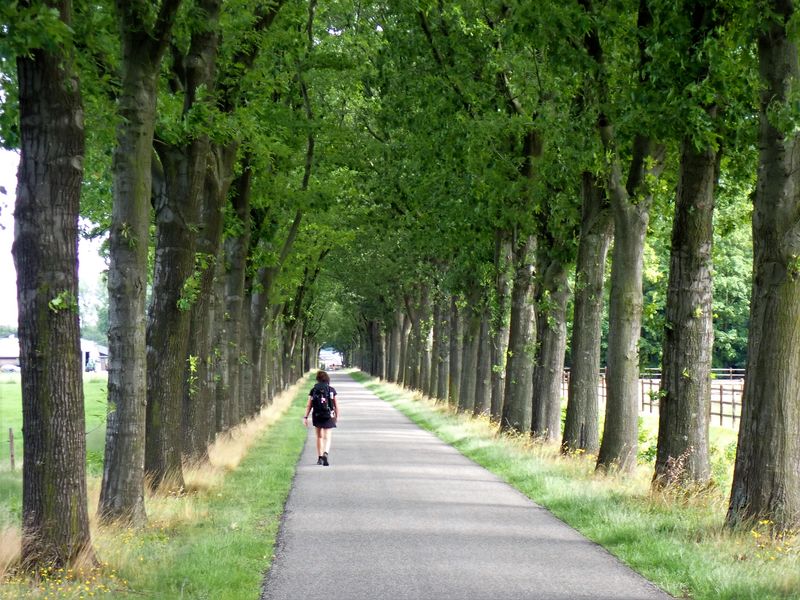 Stage 15: Avenue