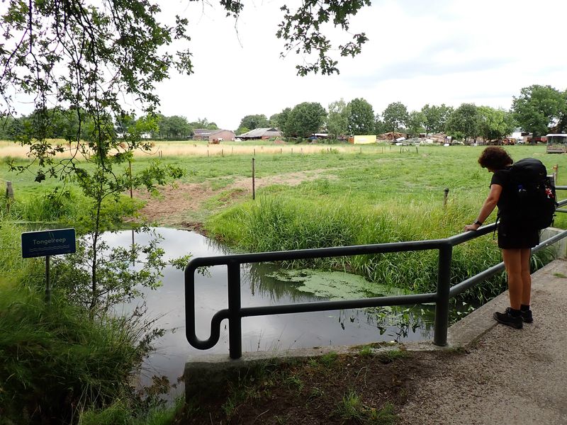 Stage 15: Bridge